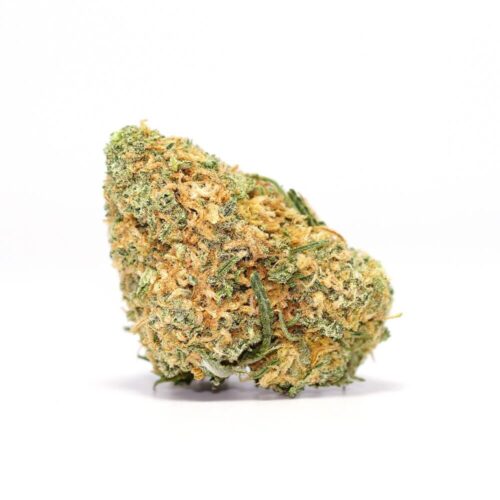 A single bud of Hercules strain on a white background