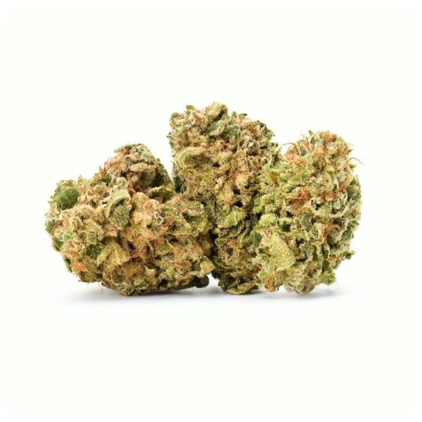 An image of 3 buds of Space Cadet on a white background
