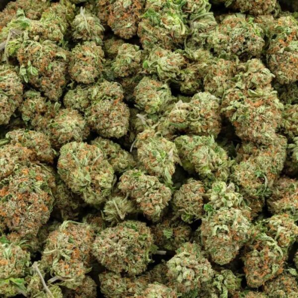 A bag of Citrus Kush buds