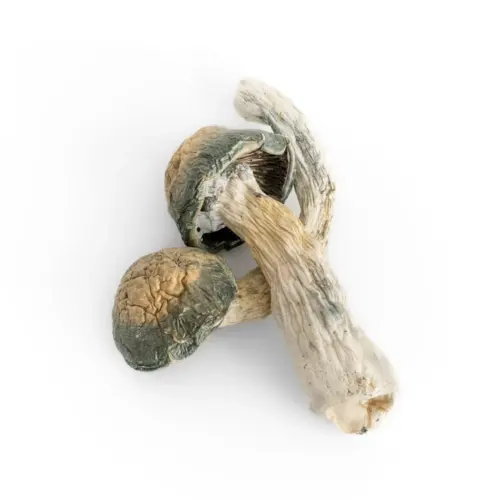 An image of Melmac Magic Mushrooms on a white background