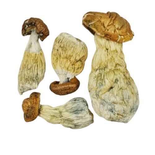 An image of four Gold Member Magic Mushrooms on a white background