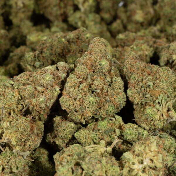 AN image of mandarin cookies strain buds in a bag