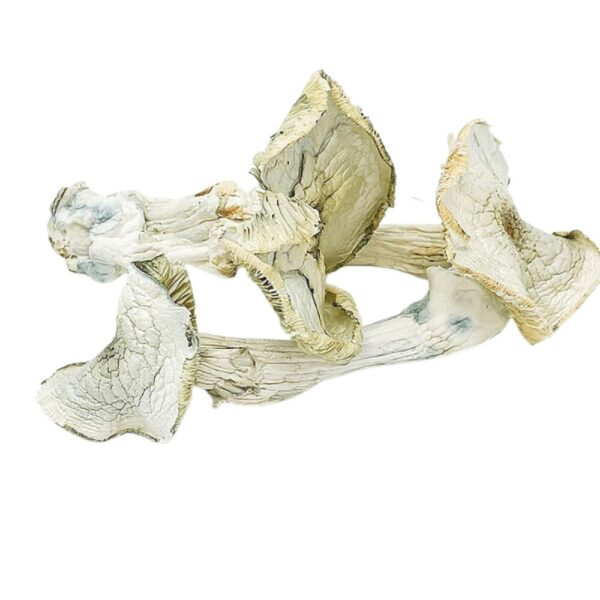 An image of Albino Magic Mushrooms on a white background