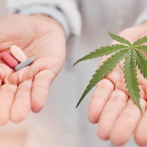 Two hands, one with cannabis and one with capsules