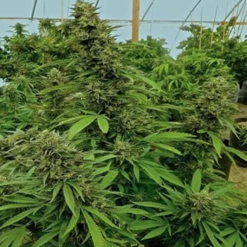 Chemdawg cannabis plant