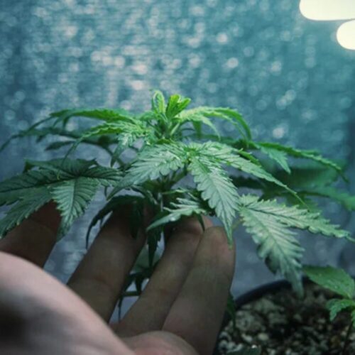 Baby cannabis plant of chemdawg strain