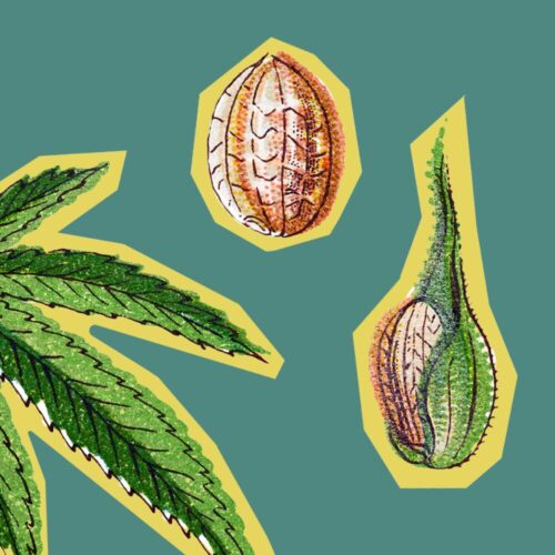 Two cannabis seeds