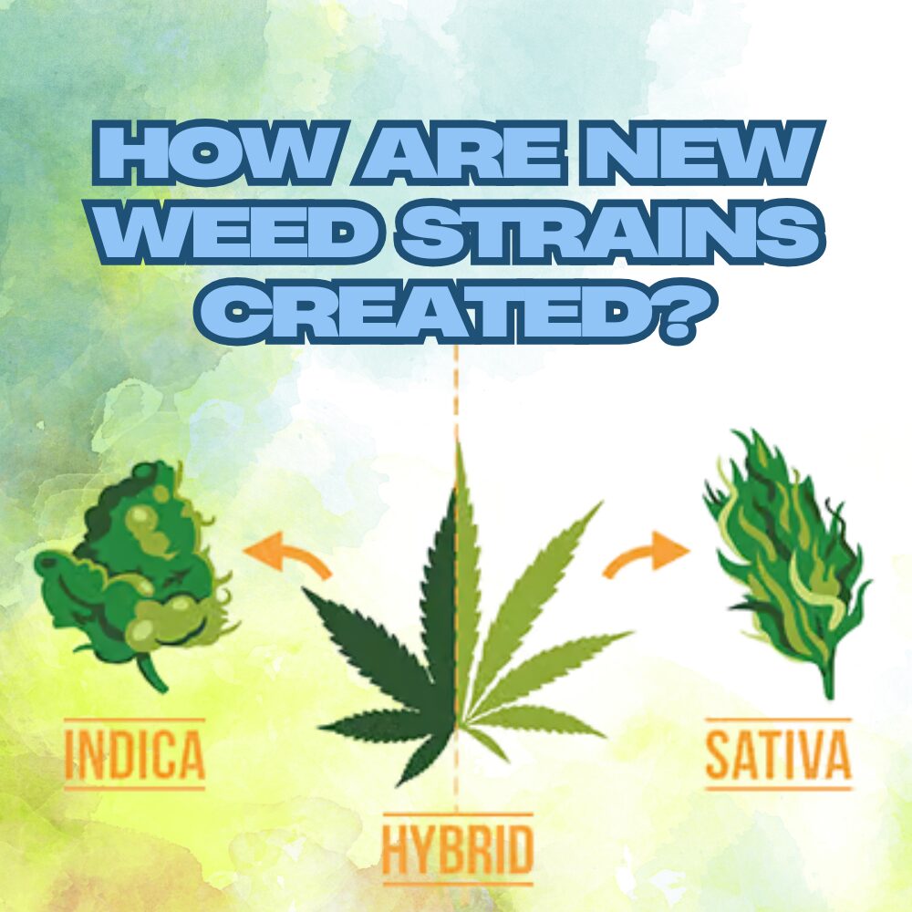 A blog image for new weed strain