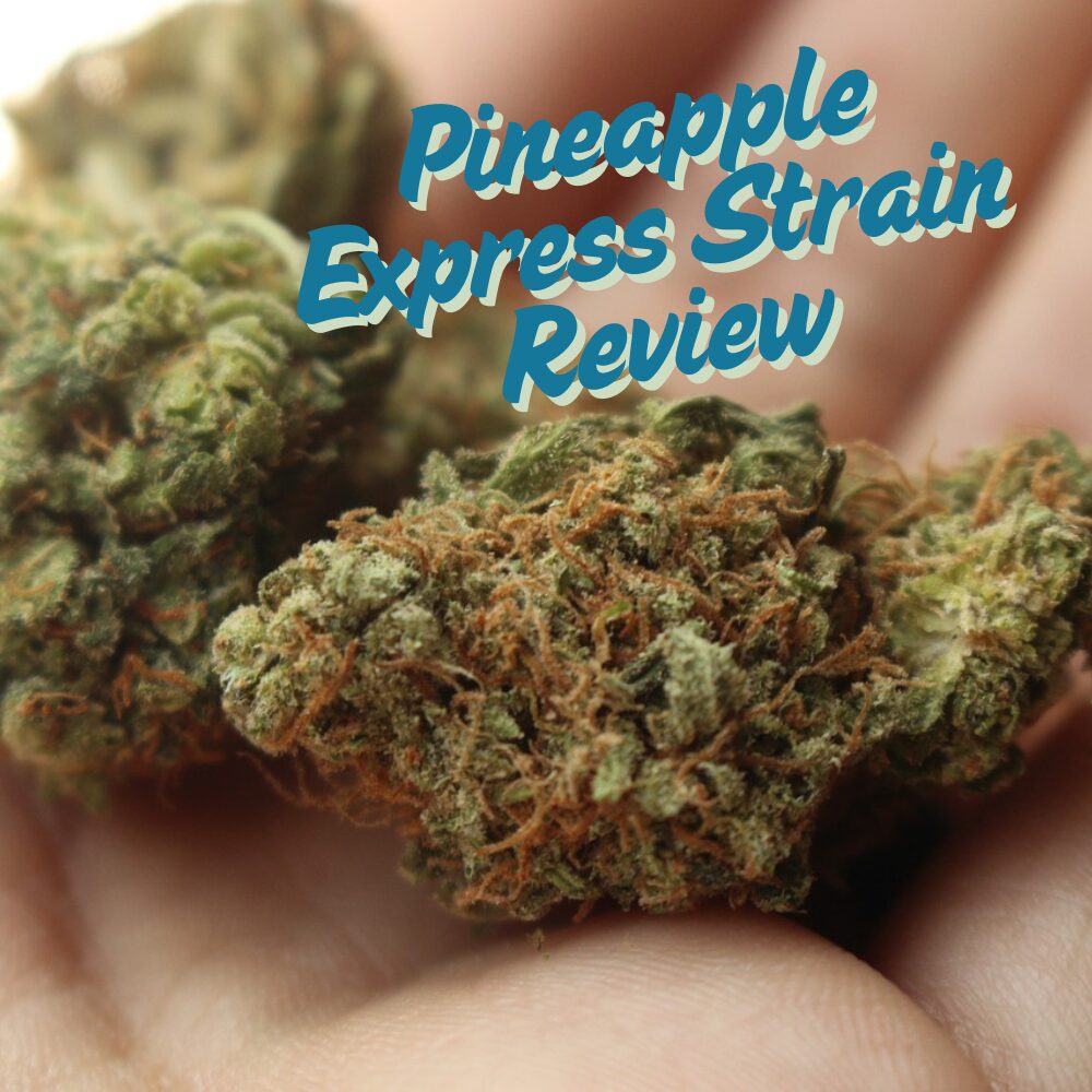 Pineapple express strain review main image