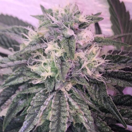 Growing buds of tom ford pin kush strain