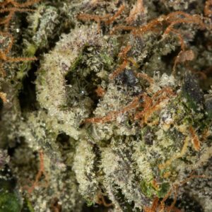 a super close up view of a peach crescendo bud