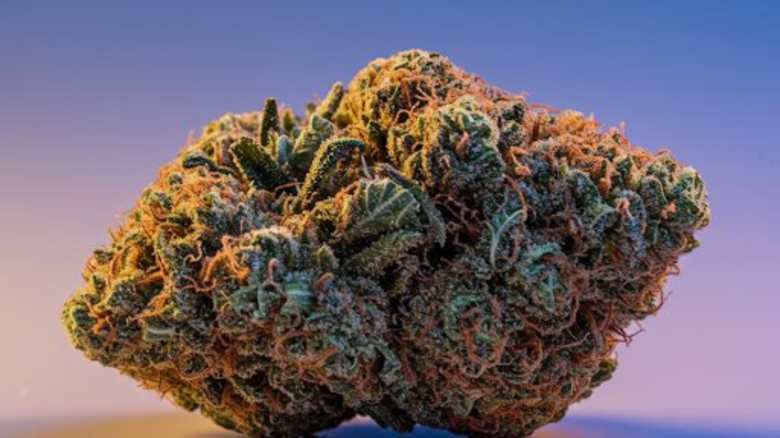 An image of a cannabis bud up close with a purple background.