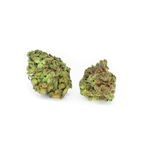 og shark buds