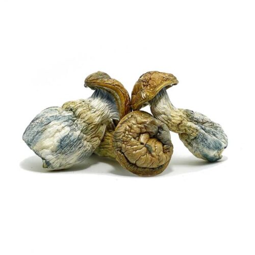 An image of Blue Pulaski Magic Mushrooms on a white background
