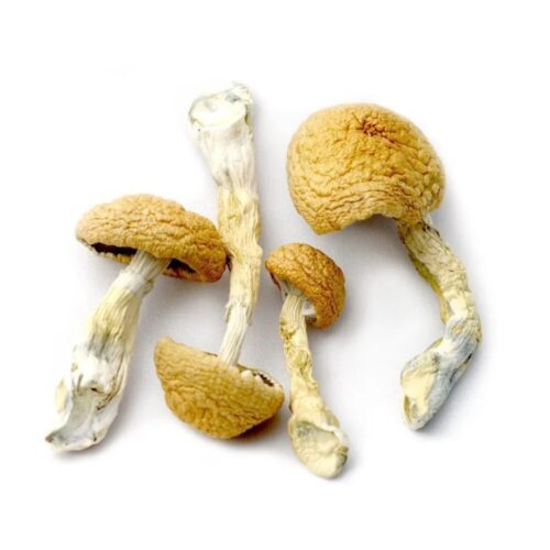 An image of 4 Golden Teacher Magic Mushrooms on a white background