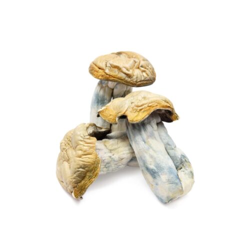 An image of Hillbilly Pumpkin Magic Mushrooms on a white background